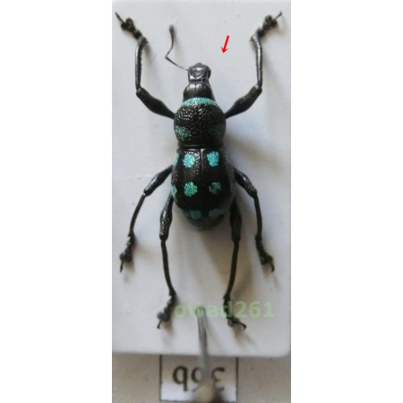 Metapocyrtus elegans Waterhouse, 1842 male Philippines36b